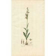 Ophrys Apifera 'Flora Londinensis' Botanical Print – Pentreath & Hall