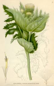 Cirsium oleraceum - Wikipedia