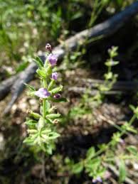 Clinopodium acinos - Michigan Flora