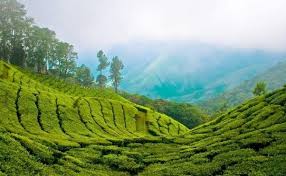 Image result for munnar trip with friends