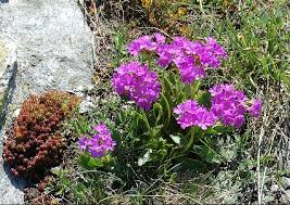Primula pedemontana - Alpine Garden Society