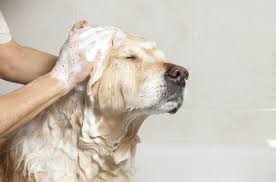 Resultado de imagen para gente bañando perros