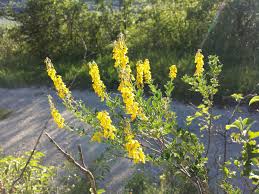 Cytisus nigricans - Wikipedia