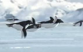 New Breed of Penguins Can Fly