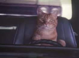 Image result for cats driving cars