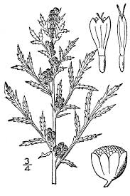 Artemisia biennis - Wikipedia
