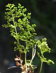 Anogramma leptophylla (L.) Link | Flora of Israel Online
