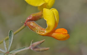 Lotus rigidus, (Acmispon rigidus), Shrubby Deervetch, Southwest ...