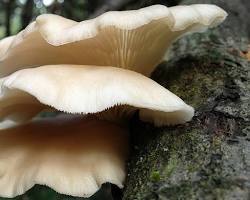 Oak Oyster Mushroom