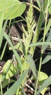 Echinochloa oryzoides (Ard.) Fritsch - Portale della Flora d'Italia ...