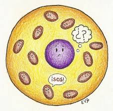 Resultat d'imatges de mitocondrias