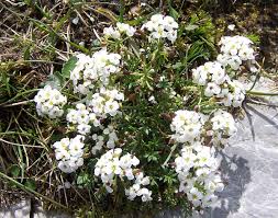Hornungia alpina - Wikipedia