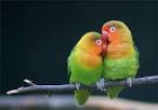 pictures of 2 parrots talking to each other