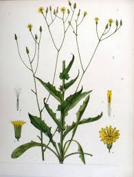Crepis pulchra - Wikipedia
