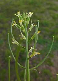 Erysimum crassistylum (Brassicaceae) image 46979 at PhytoImages ...