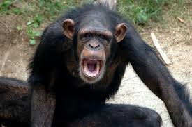 Image result for aggressive monkey