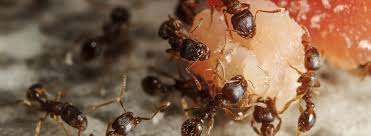 The ant colony: structure and roles | Western Exterminator