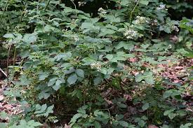 File:Rubus divaricatus kz05.jpg - Wikimedia Commons