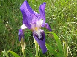 Iris marsica - Wikipedia