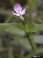 marsh dayflower: Murdannia keisak (Commelinales ...
