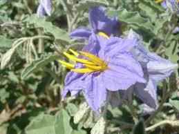 Solanum dimidiatum Calflora
