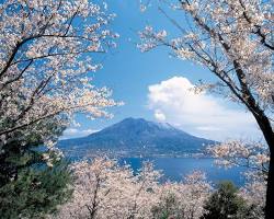 櫻島櫻花的圖片