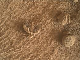 Flowers on Mars? Photo of strange growth taken by NASA rover ...