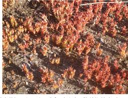 Sedum caespitosum (Crassulaceae) naturalised in New South ...