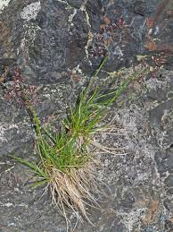 Agrostis rupestris · iNaturalist