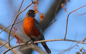 Image result for images of the beautiful robin bird