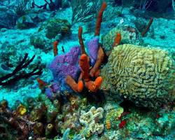 Gambar Snorkeling or diving in the Mesoamerican Barrier Reef