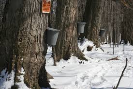 Image result for maple syrup