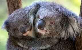 Image result for koala