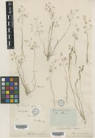 Sphenopus divaricatus (Gouan) Rchb. | Plants of the World Online ...