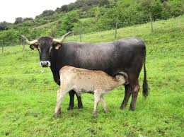 Resultado de imagen de vacas tudancas