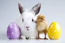 Image result for easter bunnies and eggs