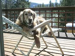 Image result for dogs in lawn chair