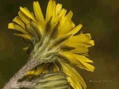 Crepis sancta PFAF Plant Database