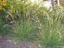 Sesleria autumnalis (Autumn Moor Grass)