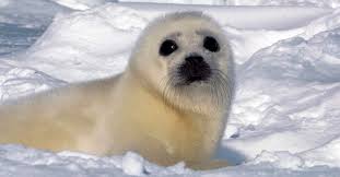 Image result for seal