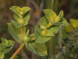 Euphorbia akenocarpa Guss. - Portale della Flora d'Italia / Portal to ...