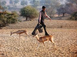 Image result for black buck and bishnoi