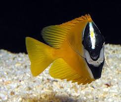 Image result for foxface fish images