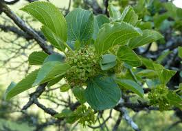 Rhamnus (plant) - Wikipedia