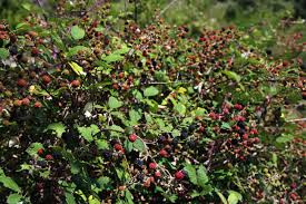 Image result for blackberry bushes