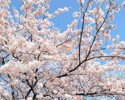 耶馬溪櫻花的圖片