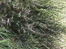 Limonium cosyrense (Guss.) Kuntze (World flora) - Pl@ntNet identify