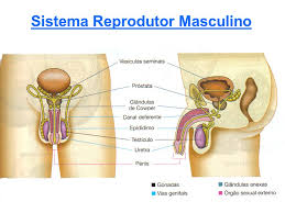Resultado de imagem para orgãos reprodutores masculino e feminino