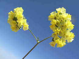 Limonium bonduellei (T.Lestib.) Kuntze | Plants of the World Online ...