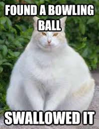 Fat Cat memes | quickmeme via Relatably.com